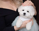 Собаки в Москве: Бишон фризе мини девочка Девочка, 80 000 руб. - фото 3