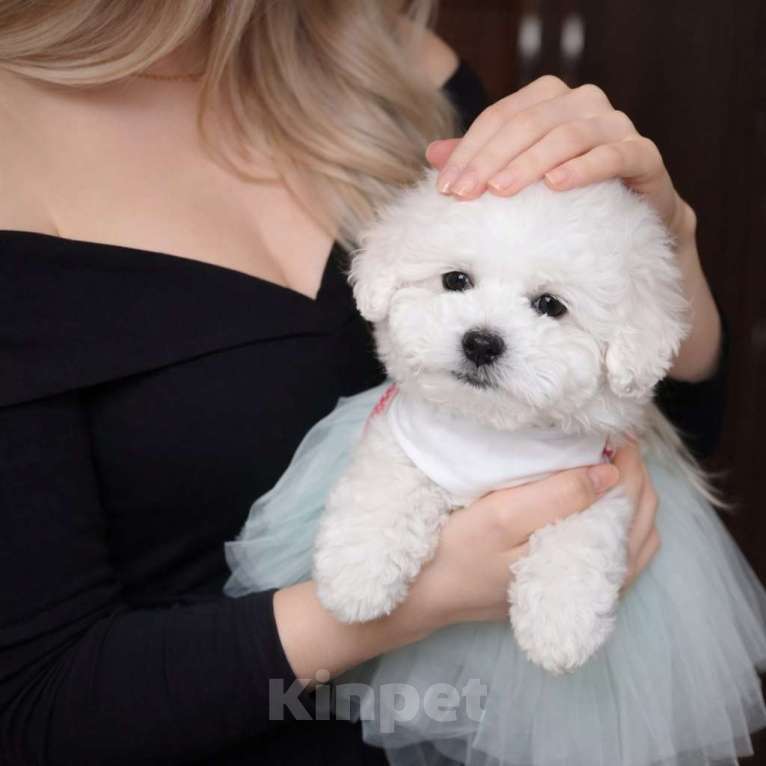 Собаки в Москве: Бишон фризе мини девочка Девочка, 80 000 руб. - фото 3
