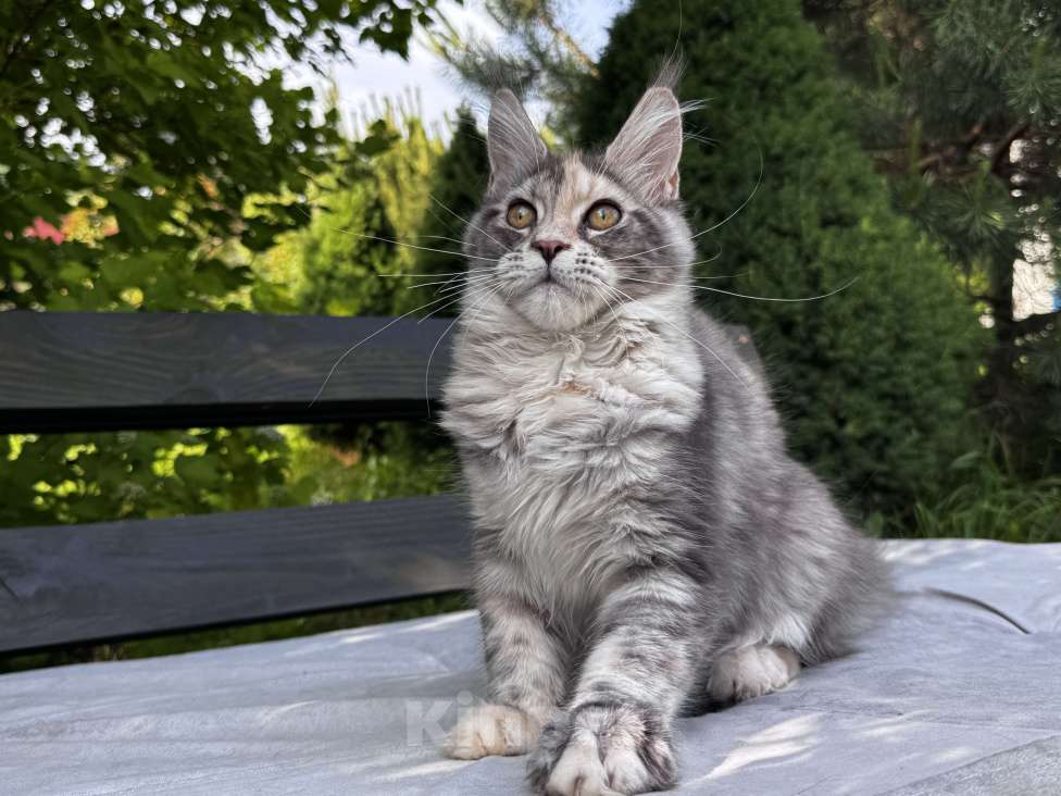 Кошки в Москве: Девочка Мейн Кун Veyron Omega Девочка, 50 000 руб. - фото 3