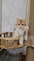 Кошки в Казани: Шотландский прямоухий длинношерстный котенок Мальчик, Бесплатно - фото 2