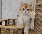 Кошки в Казани: Шотландский прямоухий длинношерстный котенок Мальчик, Бесплатно - фото 2