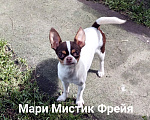Собаки в Санкт-Петербурге: Окрас бело шоколадный триколор чихуахуа Девочка, 70 000 руб. - фото 5