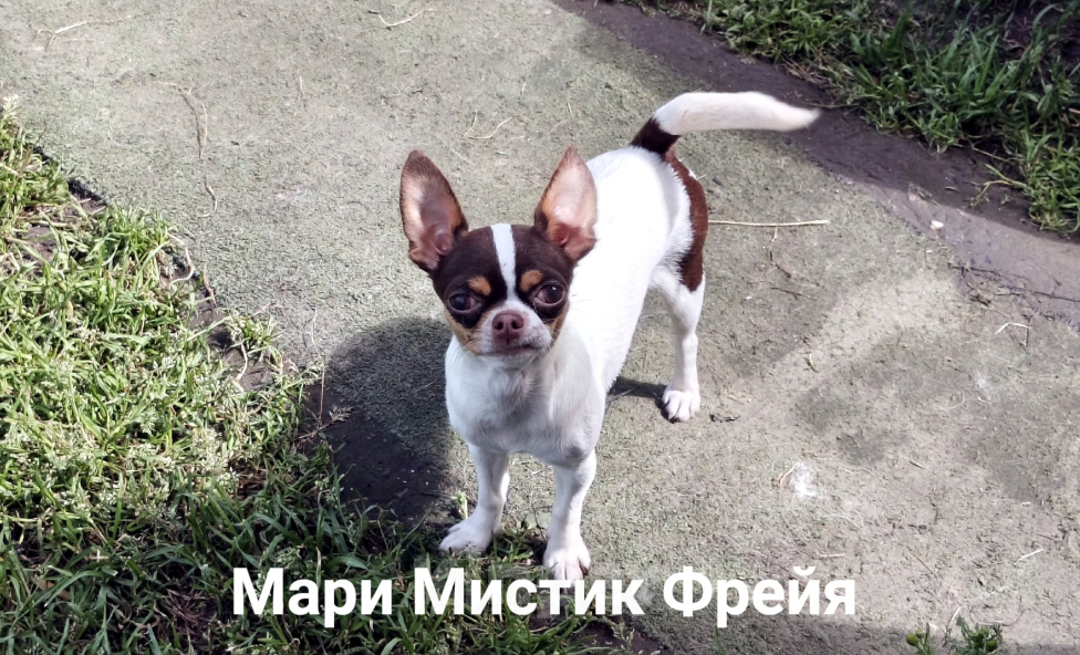 Собаки в Санкт-Петербурге: Окрас бело шоколадный триколор чихуахуа Девочка, 70 000 руб. - фото 5