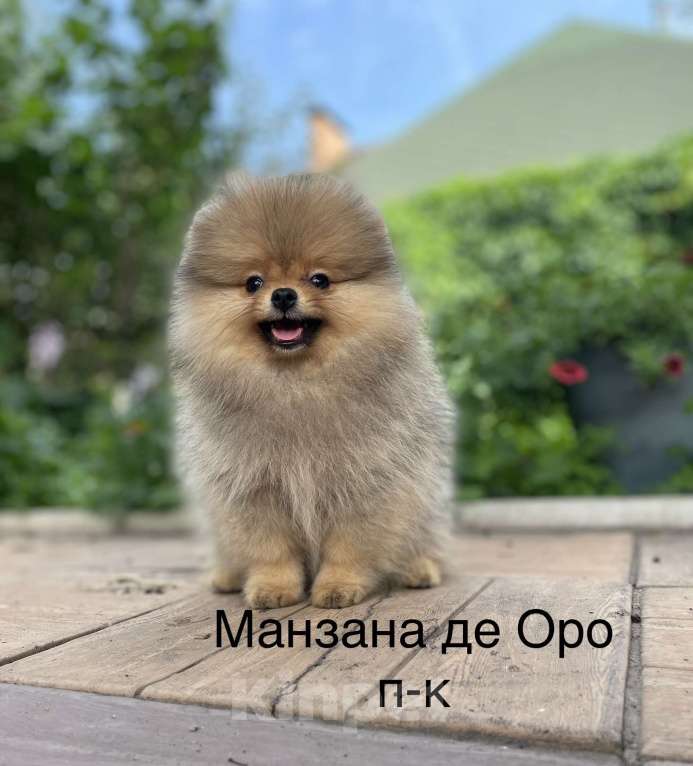 Собаки в Москве: Высокопородная девочка Девочка, Бесплатно - фото 1