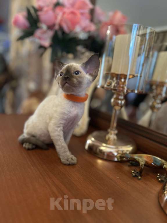 Кошки в Москве: Котенок Девон Рекс Мальчик, 50 000 руб. - фото 2