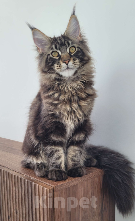 Кошки в Москве: Котенок мейн-кун чёрный мрамор Мальчик, 65 000 руб. - фото 8