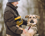 Собаки в Москве: собака в добрые руки Мальчик, Бесплатно - фото 3