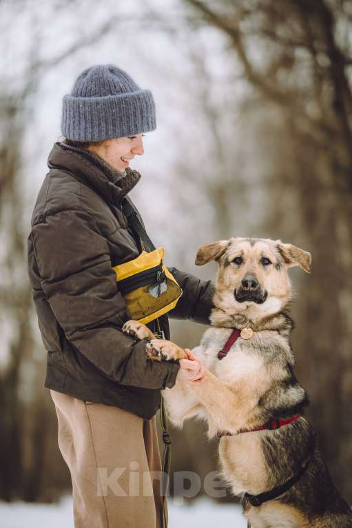 Собаки в Москве: собака в добрые руки Мальчик, Бесплатно - фото 3