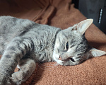 Кошки в Севастополе: Котенок ищет дом Мальчик, Бесплатно - фото 1