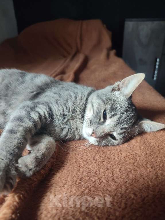 Кошки в Севастополе: Котенок ищет дом Мальчик, Бесплатно - фото 1