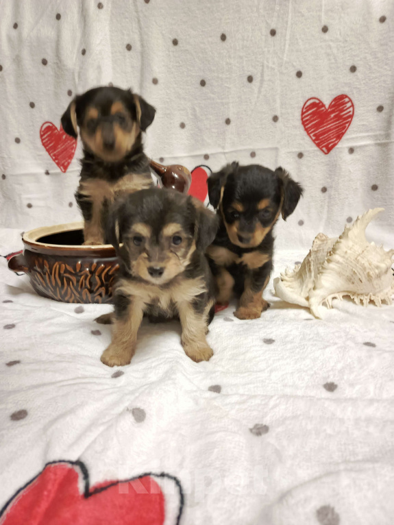 Собаки в Липецке: Милейшие щеночки Девочка, 10 000 руб. - фото 3