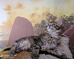 Кошки в Кудымкаре: Котенок Мейн кун кот., 20 000 руб. - фото 10