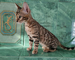 Кошки в Новопавловске: Чистопородный бенгальский котик, 27 000 руб. - фото 4