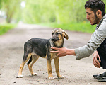 Собаки в Москве: 3 красивых щенка: метисы лабрадора и овчарки Мальчик, Бесплатно - фото 5