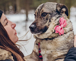 Собаки в Балашихе: Милая Маня очень ждёт свою маму Девочка, 100 руб. - фото 7