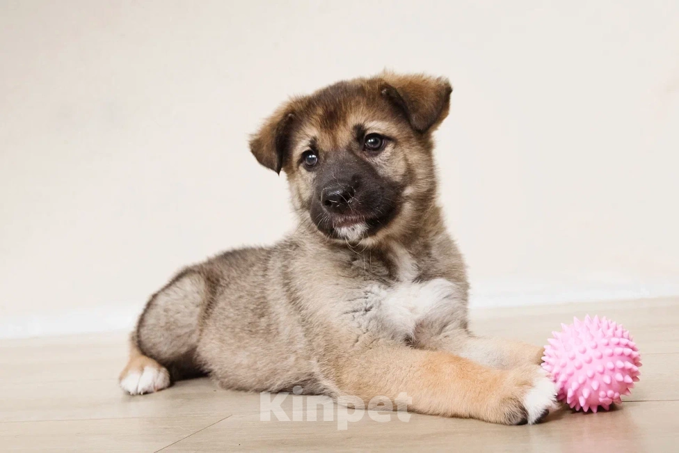 Собаки в Лосином-Петровском: Форест якутенок Мальчик, Бесплатно - фото 6