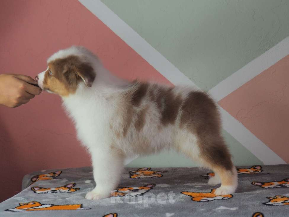 Собаки в Липецке: Австралийская овчарка Мальчик, 100 000 руб. - фото 5