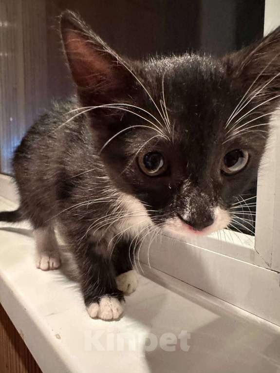 Кошки в Саранске: Котенок (девочка) ищет дом Девочка, Бесплатно - фото 4