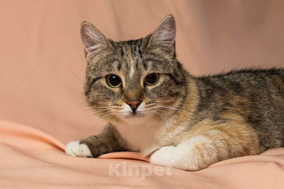 Кошки в Москве: Лада, 10 месяцев Девочка, Бесплатно - фото 5