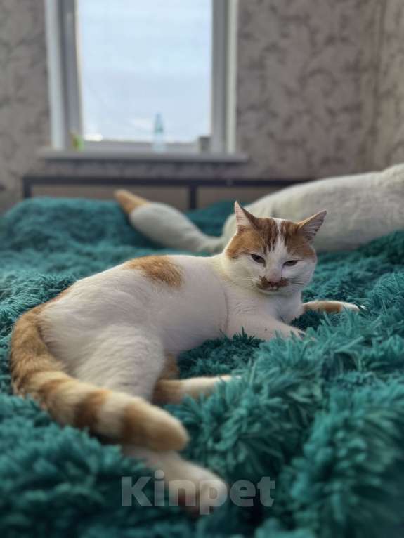 Кошки в Краснодаре: Отдам котика в добрые руки Мальчик, Бесплатно - фото 2