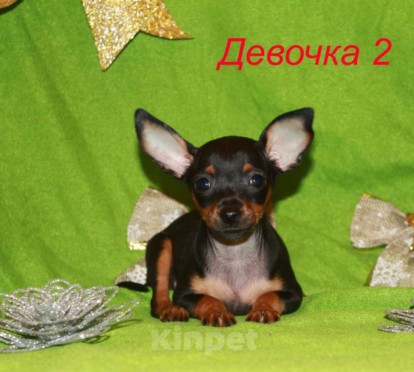 Собаки в Москве: Продаются щенки пражского крысарика Девочка, 90 000 руб. - фото 2