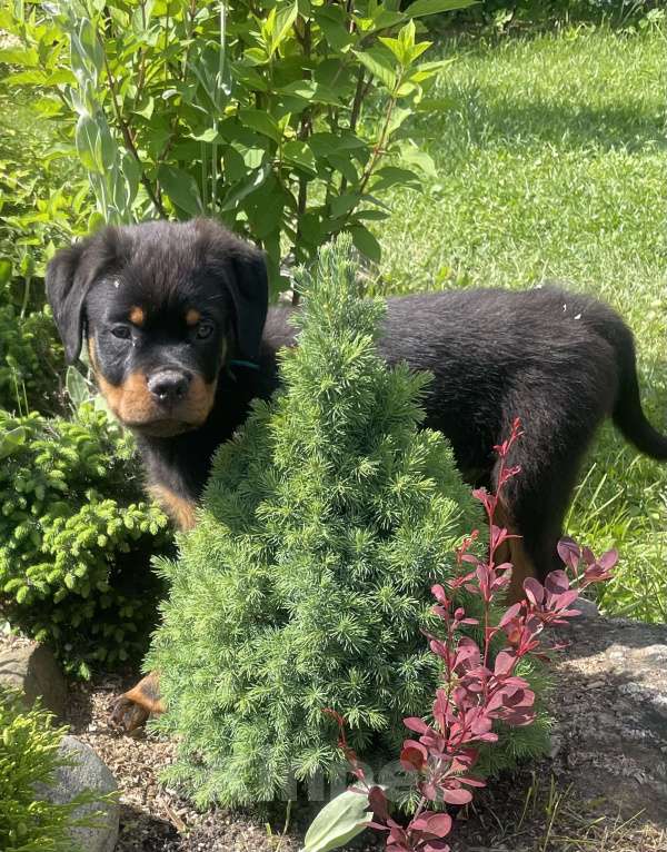 Собаки в других городах Ленинградской области: Щенок ротвейлера Мальчик, 45 000 руб. - фото 6