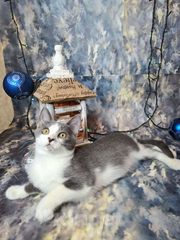 Кошки в Москве: Котёнок с сердечком на носу в добрые руки  Мальчик, Бесплатно - фото 10