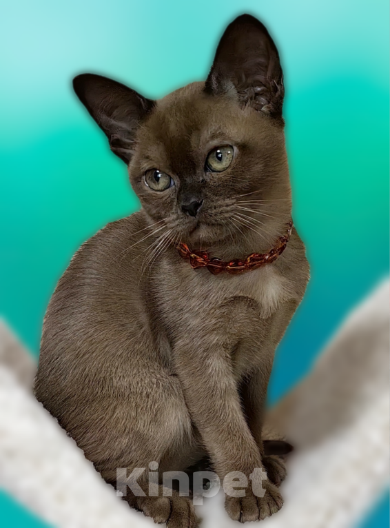 Кошки в Москве: Бурманские котята Девочка, 40 000 руб. - фото 2