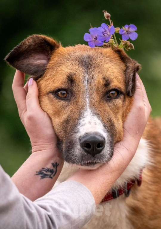 Собаки в других городах Владимирской области: Рыжая принцесса в добрые руки Девочка, Бесплатно - фото 1