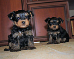 Собаки в Челябинске: В продаже щенки Йоркширского терьера Мальчик, 25 000 руб. - фото 3