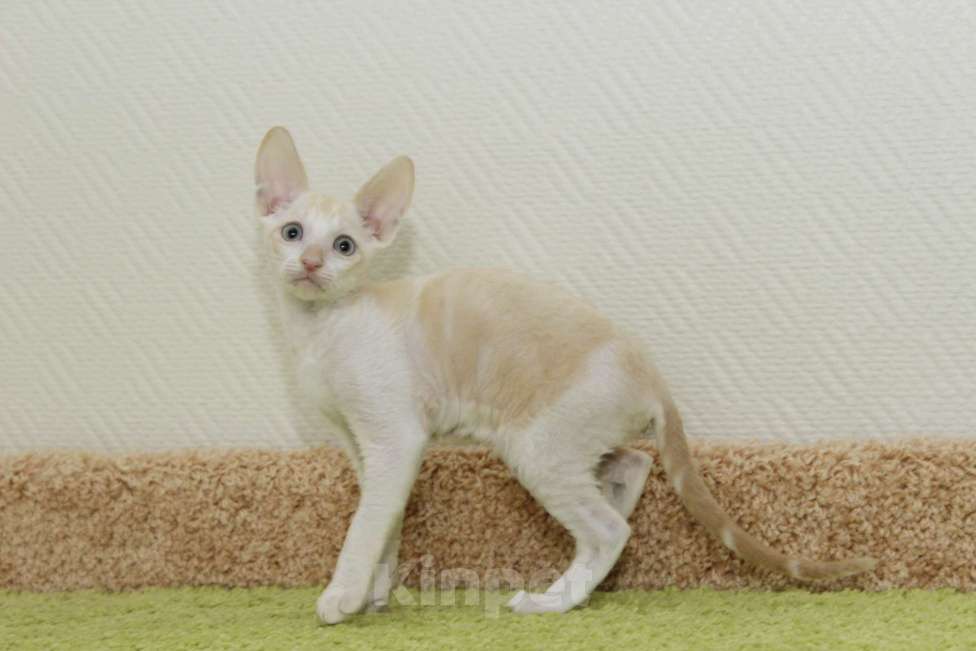 Кошки в Москве: котик редчайшего окраса, мраморный красный минк Мальчик, 90 000 руб. - фото 2