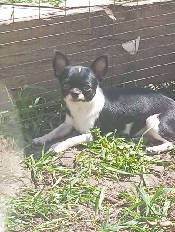 Собаки в Белгороде: Чихуахуа Девочка, 45 000 руб. - фото 3