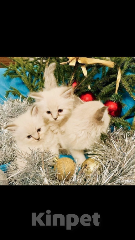 Кошки в Москве: Рэгдолл девочки Девочка, 35 000 руб. - фото 1