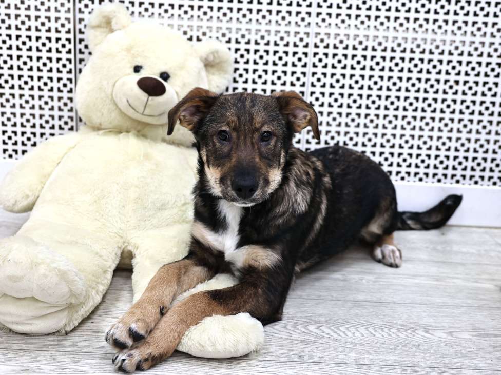 Собаки в Москве: Щенки бесплатно в Москве Девочка, Бесплатно - фото 7