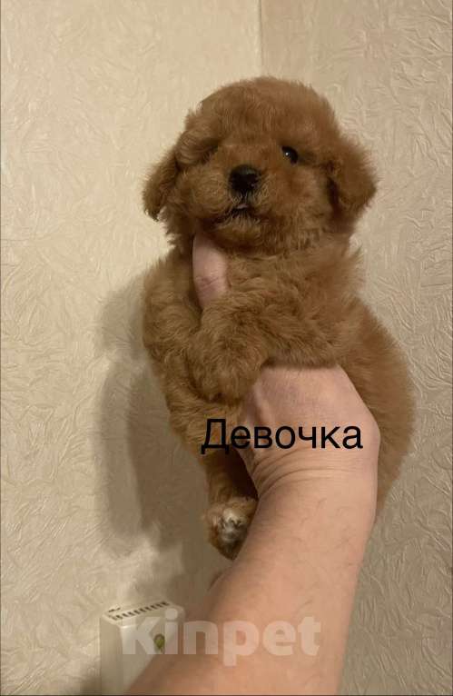 Собаки в Москве: Мини девочка мальтипу Девочка, 55 000 руб. - фото 7