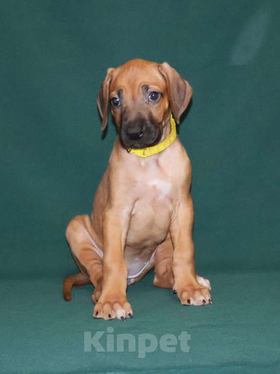 Собаки в Москве: Девочка Родезийского Риджбека  Девочка, 100 000 руб. - фото 9