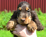 Собаки в Зеленограде: Английский кокер спаниель щенки Девочка, 45 000 руб. - фото 4