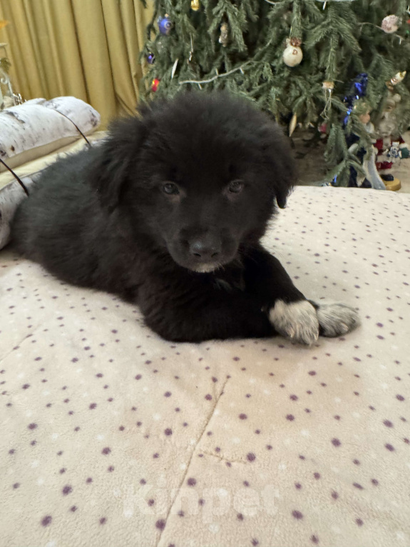 Собаки в Москве: Мика Девочка, Бесплатно - фото 1