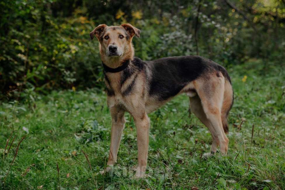 Собаки в Москве: Джой Мальчик, Бесплатно - фото 21