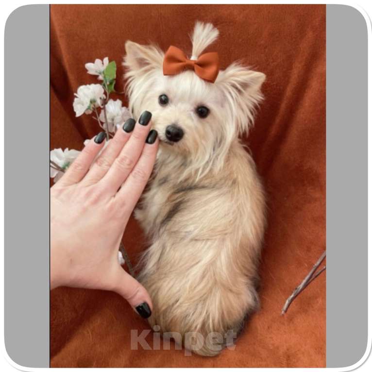 Собаки в Москве: Подрощенный йорк мини девочка золотая Девочка, 80 000 руб. - фото 2