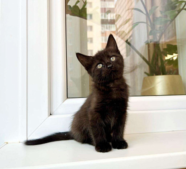 Объявление: Котенок черная пантерка Изюминка в добрые руки , Бесплатно, Москва