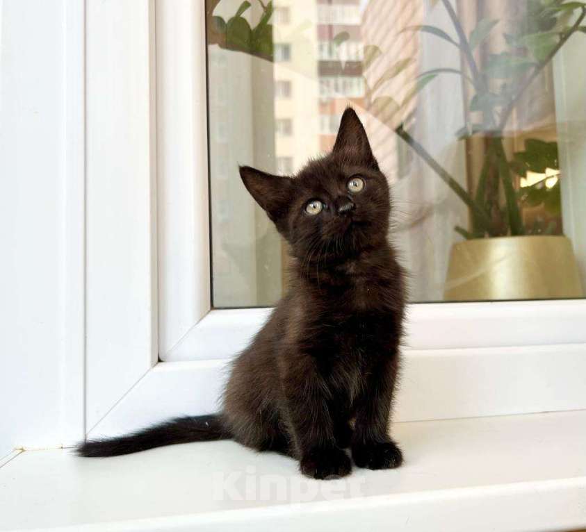 Кошки в Москве: Котенок черная пантерка Изюминка в добрые руки  Девочка, Бесплатно - фото 1