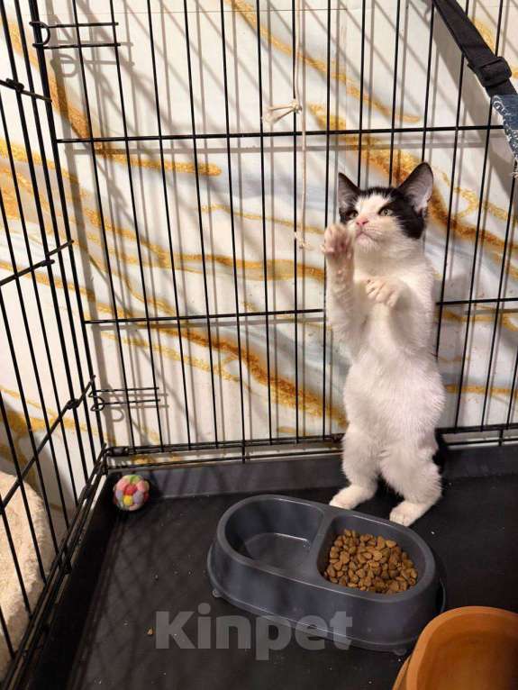 Кошки в Москве: котенок Сирена ищет дом Девочка, Бесплатно - фото 7