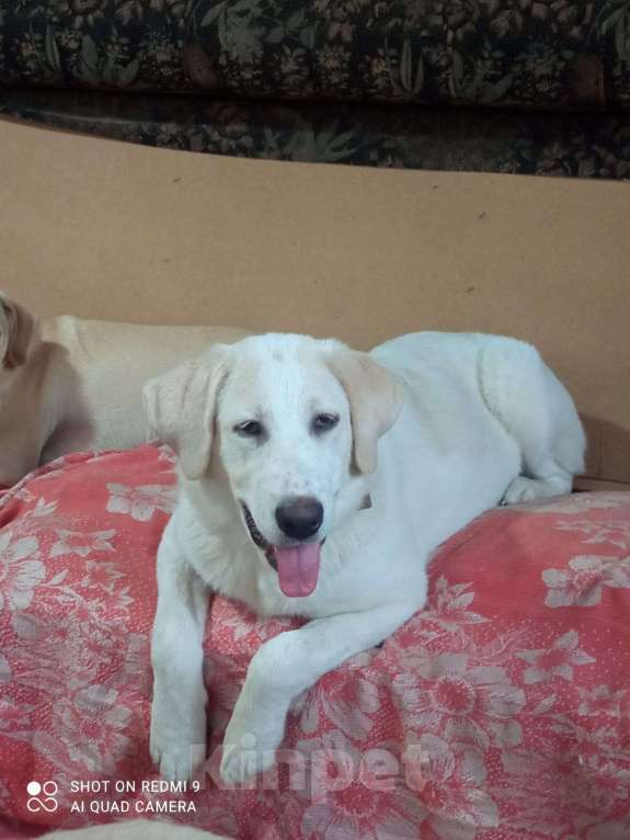 Собаки в Клине: Отличный компаньон Девочка, Бесплатно - фото 2