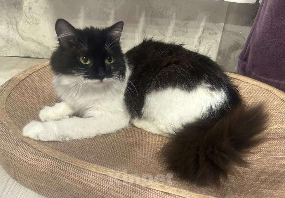 Кошки в Москве: Пушистая Марфуша Девочка, Бесплатно - фото 4