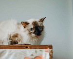 Кошки в Москве: Сима из кошачьей квартиры. Девочка, Бесплатно - фото 9
