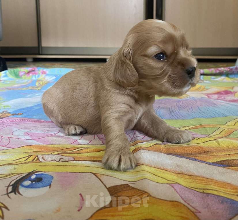 Собаки в Барнауле: Продам щенка Мальчик, 18 000 руб. - фото 2