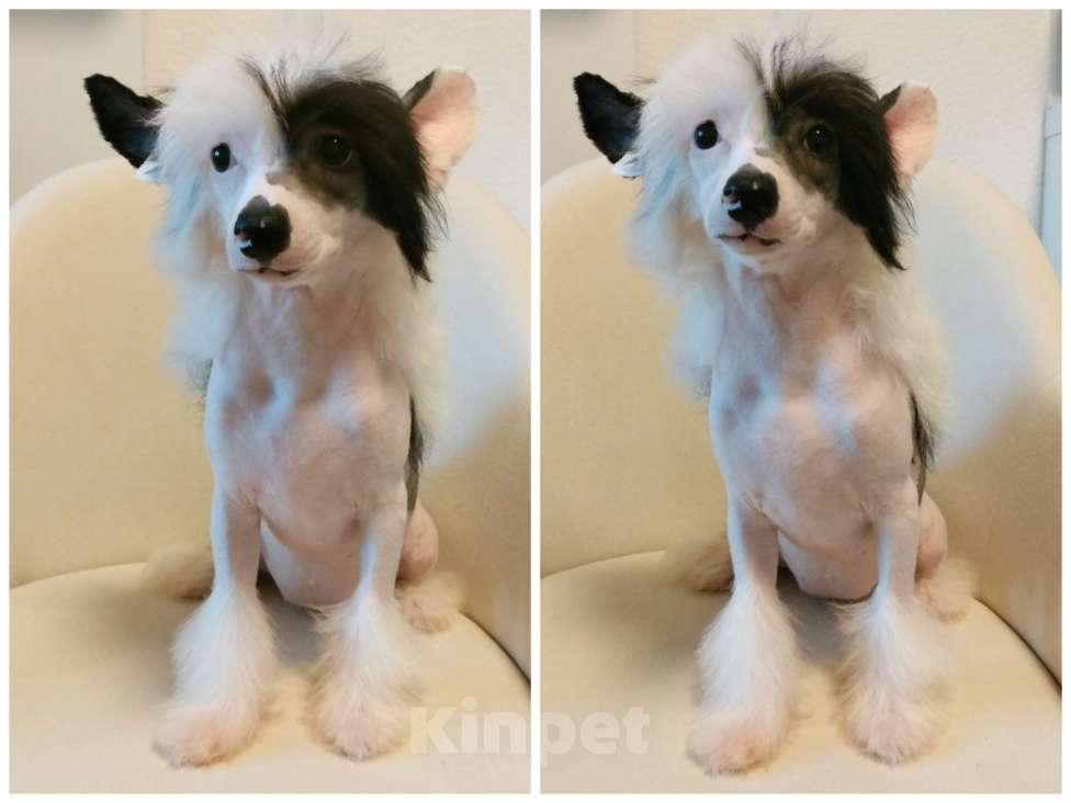 Собаки в Санкт-Петербурге: Девочки китайской хохлатой собаки Девочка, Бесплатно - фото 5