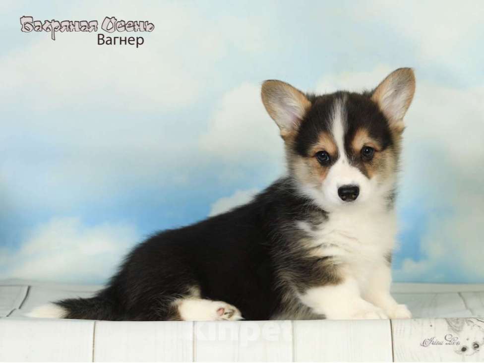 Собаки в других городах Московской области: Продается мальчик вельш корги пемброк Мальчик, 50 000 руб. - фото 3