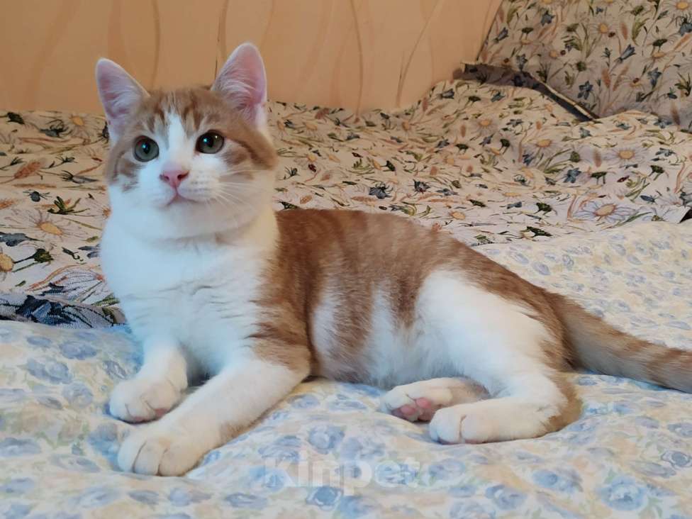 Кошки в Санкт-Петербурге: Ласковый  котëнок Степашка в добрые руки Мальчик, Бесплатно - фото 5